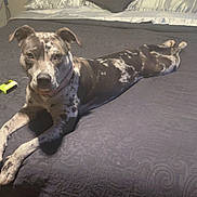 Cali joined the competition — help win amazing prizes! dog, bed, bedding, pillow, mirror, person_reflection, indoor, pet, spotted_dog, resting, curious, collar, bedroom, blanket, comfort, relaxing, furniture, animal, canine, domestic