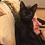 black_cat, cat, man, indoor, couch, patterned_blanket, shoulder, pet, companion, relaxing, furniture, portrait, domestic, animal, human, face, side_profile, seated, warm_lighting, casual