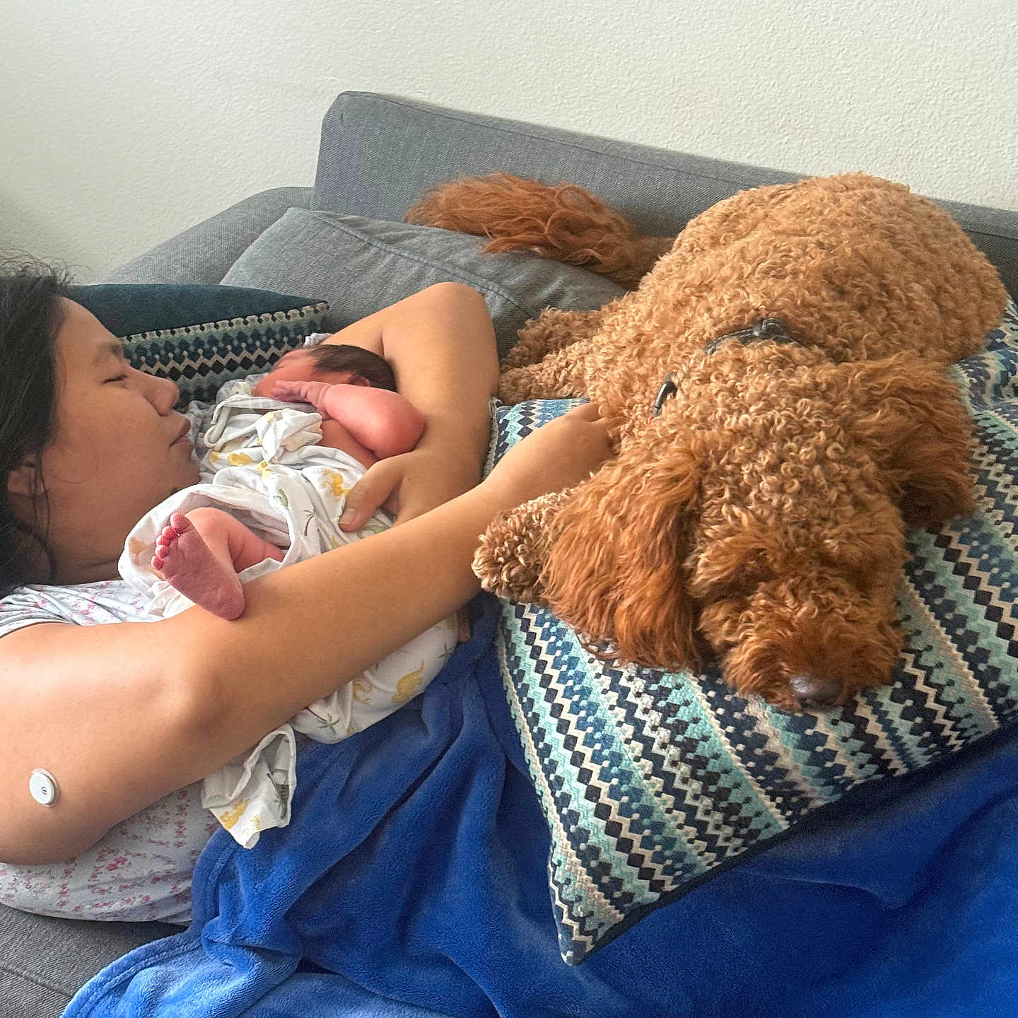 Dash is registered to the contest to win money with this photo: woman, baby, dog, couch, blanket, pillow, resting, indoor, sleeping, curly_fur, newborn, holding, cozy, home, family, relaxing, comfort, person, human, pet