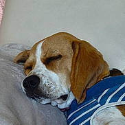 Brume participe au concours pour gagner de l'argent avec cette photo : dog, beagle, sleeping, pet, animal, portrait, close_up, brown_and_white, floppy_ears, black_nose, closed_eyes, striped_shirt, blue_clothing, pillow, couch, indoors, relaxed, resting, cute, nap