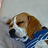 dog, beagle, sleeping, pet, animal, portrait, close_up, brown_and_white, floppy_ears, black_nose, closed_eyes, striped_shirt, blue_clothing, pillow, couch, indoors, relaxed, resting, cute, nap