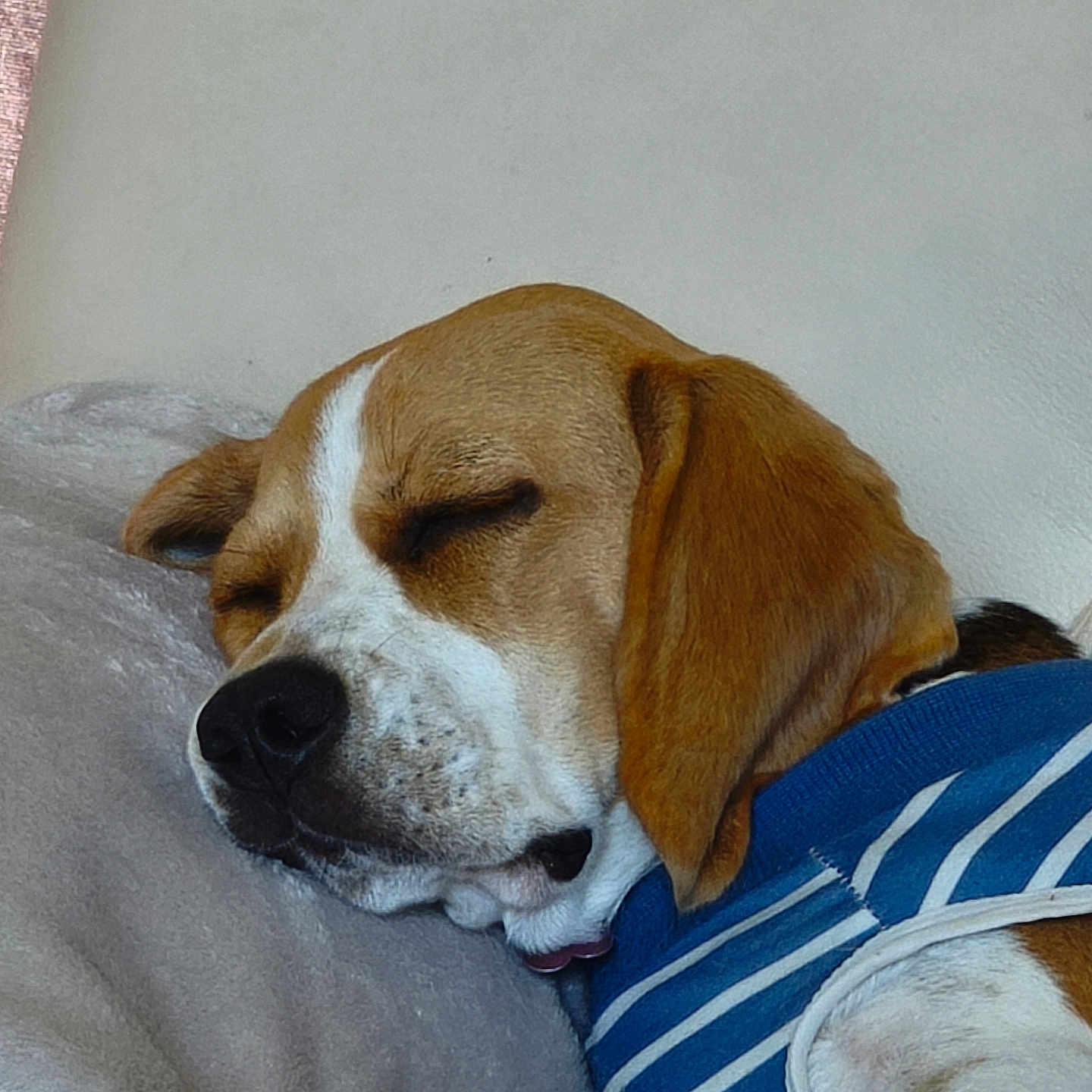 Brume participe au concours pour gagner de l'argent avec cette photo : dog, beagle, sleeping, pet, animal, portrait, close_up, brown_and_white, floppy_ears, black_nose, closed_eyes, striped_shirt, blue_clothing, pillow, couch, indoors, relaxed, resting, cute, nap
