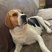 Apple a rejoint le concours — aidez-le/la à gagner de superbes lots ! dog, beagle, pet, animal, couch, indoors, living_room, relaxed, lying_down, sitting, portrait, close_up, brown_and_white, black_and_white, floppy_ears, long_snout, nose, paws, sunlight, home