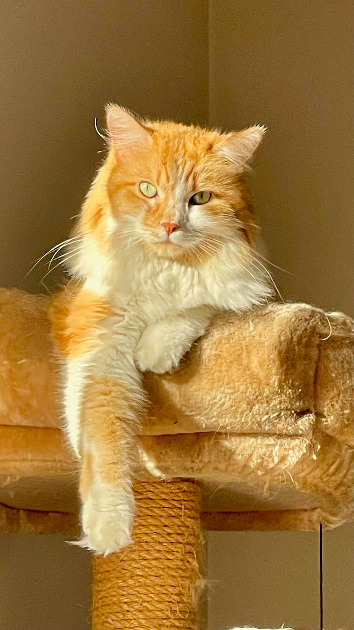 Slash participe au concours pour gagner de l'argent avec cette photo : art, carnivore, cat, claw, fashion_accessory, fawn, felidae, fur, paw, peach, sitting, small_to_medium_sized_cats, snout, tail, terrestrial_animal, whiskers, wood