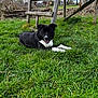 Filou participe au concours pour gagner de l'argent avec cette photo : dog, black_and_white, grass, outdoor, wooden_structure, chain, happy, pet, animal, nature, grass_field, canine, playful, resting, tongue_out, leashed, fence, tree, sky, daylight