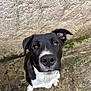 dog, black_and_white, pet, curious, close_up, outdoor, concrete, wall, ear_flop, nose, animal, mammal, canine, looking_up, fur, whiskers, ground, texture, adorable, friendly