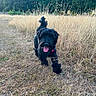 Teddy joined the competition — help win amazing prizes! animal, black_dog, canine, collar, daylight, dog, field, fur, grass, grassland, happy, nature, outdoor, pet, playful, running, summer, tongue_out, trees, walking