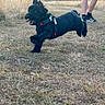 Teddy joined the competition — help win amazing prizes! black_dog, canine, daylight, dog, field, grass, happy, harness, jumping, legs, motion, nature, outdoor, person, playful, running, shorts, sneakers, sunset, tongue_out
