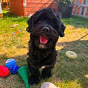 Teddy is registered to the contest to win money with this photo: dog, black_dog, pet, grass, outdoor, toys, happy, smiling, sunlight, yard, fence, shed, playful, canine, animal, summer, greenery, cute, fluffy, nature