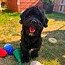 animal, black_dog, canine, cute, dog, fence, fluffy, grass, greenery, happy, nature, outdoor, pet, playful, shed, smiling, summer, sunlight, toys, yard
