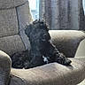armchair, black_dog, canine, comfortable, companion, cozy, curtains, dog, domestic_animal, fur, furniture, home, indoors, looking_away, pet, relaxed, resting, seated, textured_fabric, window_light