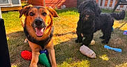 Teddy is registered to the contest to win money with this photo: animal, black_dog, brown_dog, canine, chew_toy, dog, fence, garden, grass, happy, nature, outdoor, pets, playful, shed, smiling, summer, sunlight, toys, yard