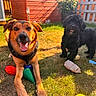 animal, black_dog, brown_dog, canine, chew_toy, dog, fence, garden, grass, happy, nature, outdoor, pets, playful, shed, smiling, summer, sunlight, toys, yard