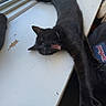 black_cat, cat, stretching, yawning, windowsill, window, sunlight, indoor, pet, animal, fur, claws, relaxing, playful, sleepy, whiskers, collar, home, daylight, resting