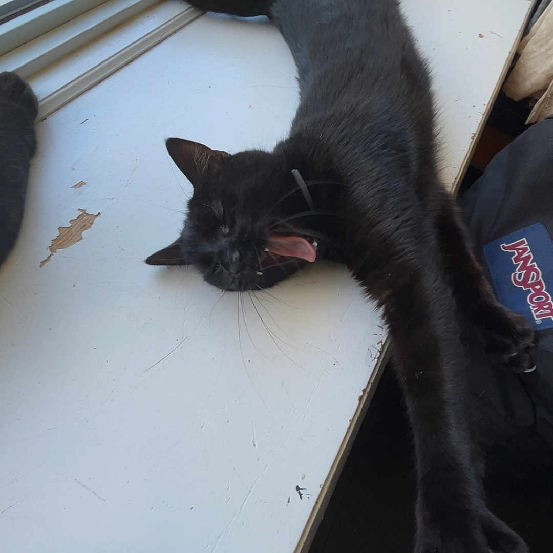 Bear joined the competition — help win amazing prizes! black_cat, cat, stretching, yawning, windowsill, window, sunlight, indoor, pet, animal, fur, claws, relaxing, playful, sleepy, whiskers, collar, home, daylight, resting