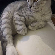 Snow a rejoint le concours — aidez-le/la à gagner de superbes lots ! cat, kitten, gray_tabby, feline, pet, animal, fur, whiskers, ears, paws, relaxed, indoor, closeup, cute, young, lying_down, resting, curious, soft, striped