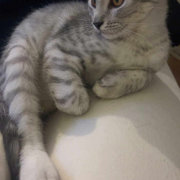 Snow a rejoint le concours — aidez-le/la à gagner de superbes lots ! animal, cat, closeup, curious, cute, ears, feline, fur, gray_tabby, indoor, kitten, lying_down, paws, pet, relaxed, resting, soft, striped, whiskers, young