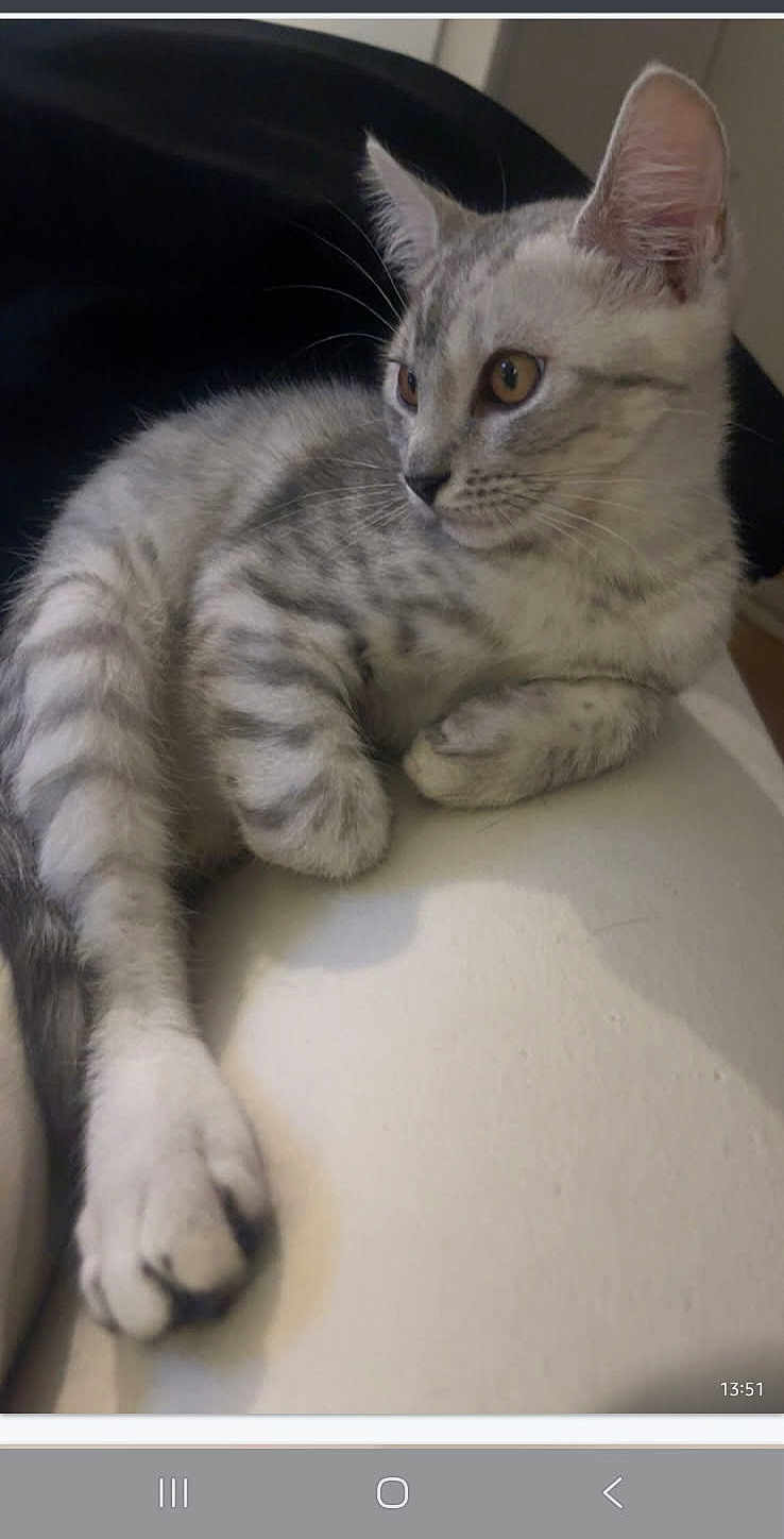 Snow a rejoint le concours — aidez-le/la à gagner de superbes lots ! cat, kitten, gray_tabby, feline, pet, animal, fur, whiskers, ears, paws, relaxed, indoor, closeup, cute, young, lying_down, resting, curious, soft, striped