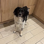Némo a rejoint le concours — aidez-le/la à gagner de superbes lots ! dog, black_and_white, kitchen, wooden_cabinets, tile_floor, pet, animal, indoor, standing, looking_at_camera, shadow, furniture, domestic, companion, curious, medium_sized_dog, floor_tiles, home, canine, alert