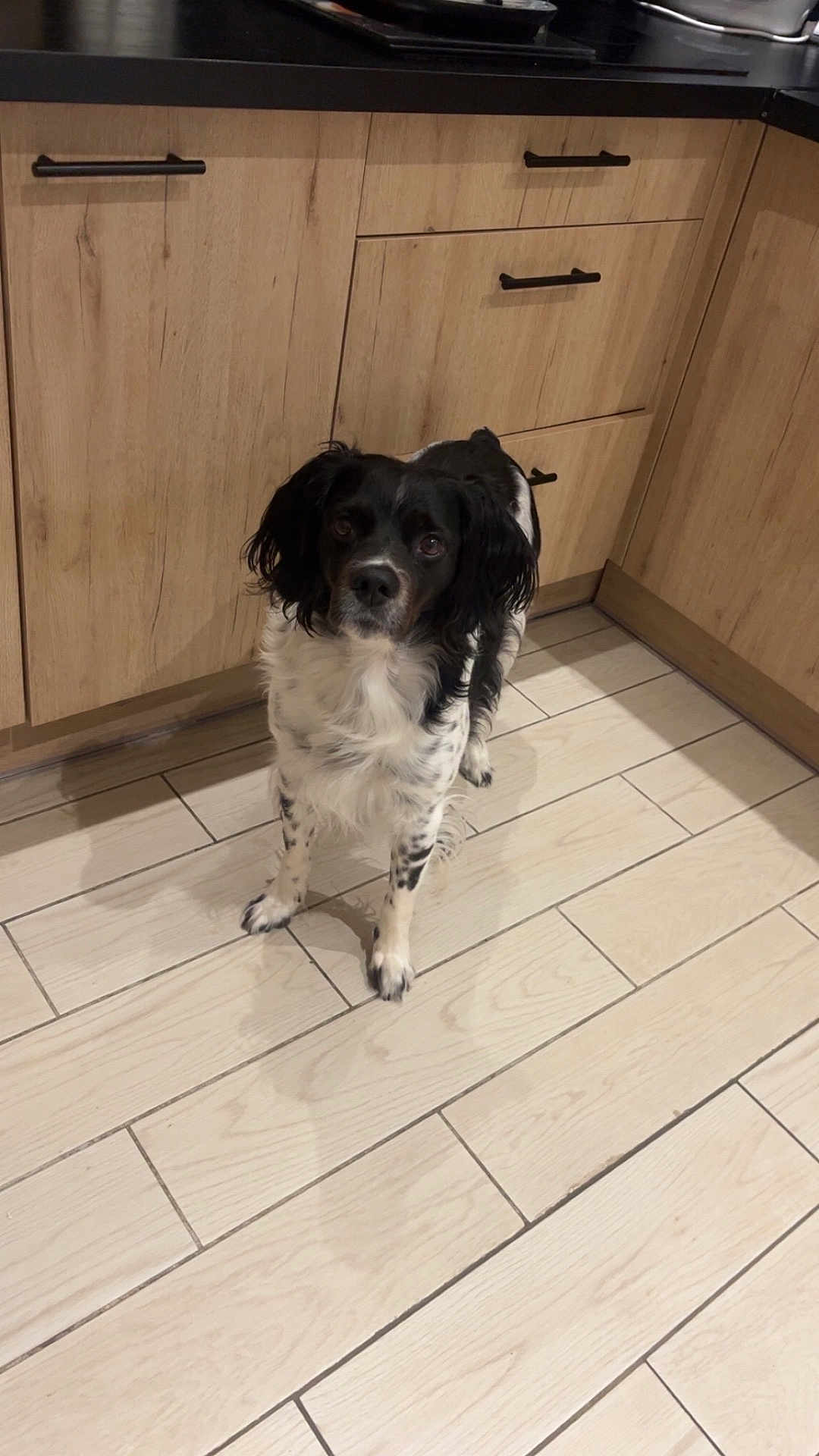 Némo a rejoint le concours — aidez-le/la à gagner de superbes lots ! dog, black_and_white, kitchen, wooden_cabinets, tile_floor, pet, animal, indoor, standing, looking_at_camera, shadow, furniture, domestic, companion, curious, medium_sized_dog, floor_tiles, home, canine, alert
