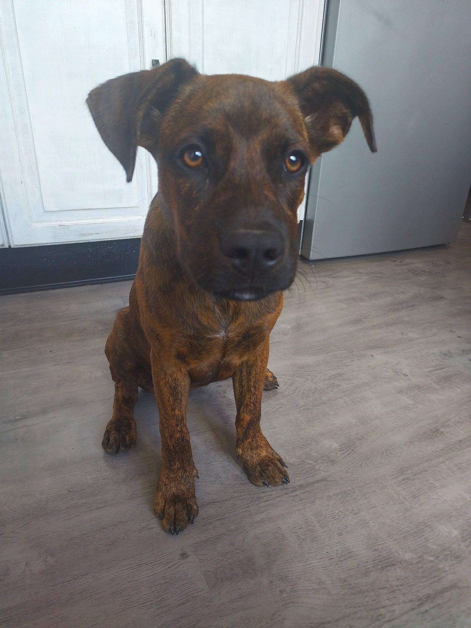 Akira participe au concours pour gagner de l'argent avec cette photo : canidae, carnivore, companion_dog, dog, dog_breed, door, guard_dog, hunting_dog, liver, non_sporting_group, plott_hound, puppy, snout, sporting_group, street_dog, terrestrial_animal, toy_dog, whiskers, working_animal, working_dog