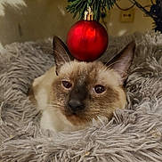 Lexa a rejoint le concours — aidez-le/la à gagner de superbes lots ! cat, animal, pet, feline, christmas_ornament, red_ball, fluffy, fur, cozy, soft, decor, holiday, indoor, tree_branch, closeup, face, ears, whiskers, resting, nest