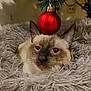 cat, animal, pet, feline, christmas_ornament, red_ball, fluffy, fur, cozy, soft, decor, holiday, indoor, tree_branch, closeup, face, ears, whiskers, resting, nest