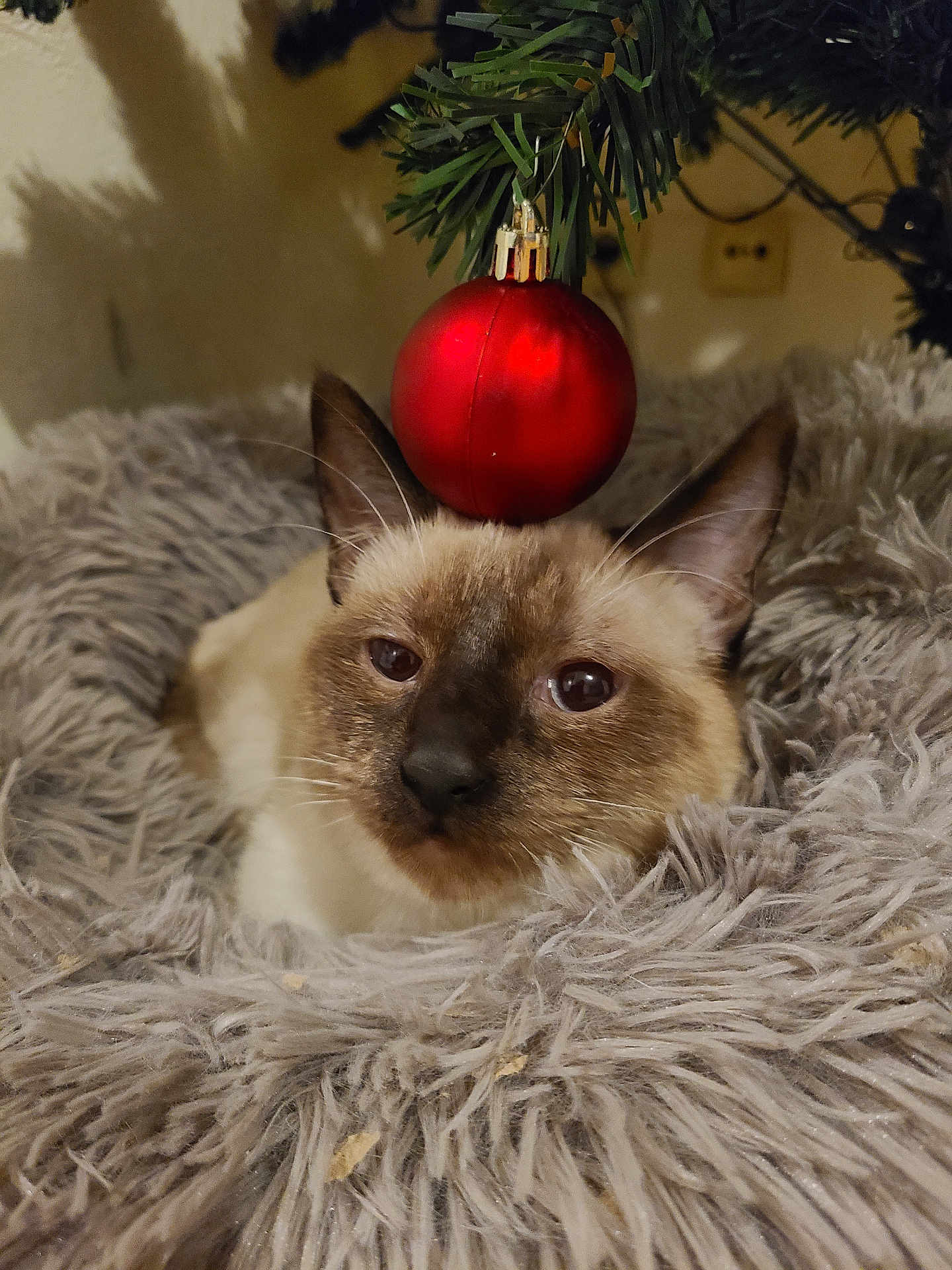 Lexa a rejoint le concours — aidez-le/la à gagner de superbes lots ! cat, animal, pet, feline, christmas_ornament, red_ball, fluffy, fur, cozy, soft, decor, holiday, indoor, tree_branch, closeup, face, ears, whiskers, resting, nest