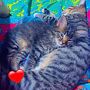 Lila joined the competition — help win amazing prizes! animal, blanket, cat, colorful, companion, cozy, cute, fur, heart_emoji, indoors, kitten, love, patterned, pet, relaxed, resting, sleeping, snuggling, tabby_cat, two_cats