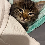 Lila is registered to the contest to win money with this photo: kitten, cat, tabby, pet, animal, fur, cozy, blanket, towel, sleepy, cute, indoor, closeup, face, whiskers, ears, resting, comfort, soft, domestic