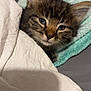animal, blanket, cat, closeup, comfort, cozy, cute, domestic, ears, face, fur, indoor, kitten, pet, resting, sleepy, soft, tabby, towel, whiskers