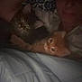 Lila joined the competition — help win amazing prizes! bed, blanket, cat, comfort, cozy, cute, feline, gray_cat, indoor, kitten, night, orange_cat, person, pet, relaxation, resting, sleepy, snuggle, warm, young_animal