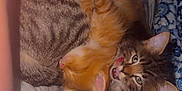 Lila is registered to the contest to win money with this photo: animal, bed, blanket, cat, cuddling, cute, domestic_animal, ears, feline, fur, kitten, orange_kitten, paw, pet, playful, resting, sleeping, striped, tabby, whiskers