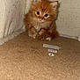 Nila is registered to the contest to win money with this photo: animal, cat, cat_condo, cozy, curious, cute, ears, feline, fluffy, fur, indoors, kitten, looking, orange_cat, paws, pet, sitting, small, whiskers, young