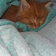 Nila is registered to the contest to win money with this photo: adorable, animal, closeup, comfort, cozy, cute, domestic_animal, fur, ginger_cat, indoors, kitten, nap, pet, resting, sleeping, small, soft, towel, warm, young