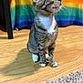 Binx is registered to the contest to win money with this photo: animal, carpet, cat, colorful, curious, cute, domestic_animal, feline, flooring, indoor, kitten, looking_up, pet, rainbow_blanket, sitting, small, tabby, white_chest, white_paws, wood_floor
