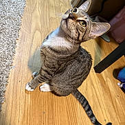 Binx joined the competition — help win amazing prizes! animal, cat, cozy, curious, domestic, ears_up, feline, flooring, household, indoor, looking_up, pet, rug, sitting, striped_tail, tabby, whiskers, white_chest, white_paws, wooden_floor
