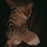 Binx is registered to the contest to win money with this photo: cat, tabby, sleeping, paw, fur, striped, pet, animal, cozy, resting, closeup, dark, soft, cute, domestic, feline, whiskers, relaxed, mammal, indoors