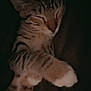 cat, tabby, sleeping, paw, fur, striped, pet, animal, cozy, resting, closeup, dark, soft, cute, domestic, feline, whiskers, relaxed, mammal, indoors