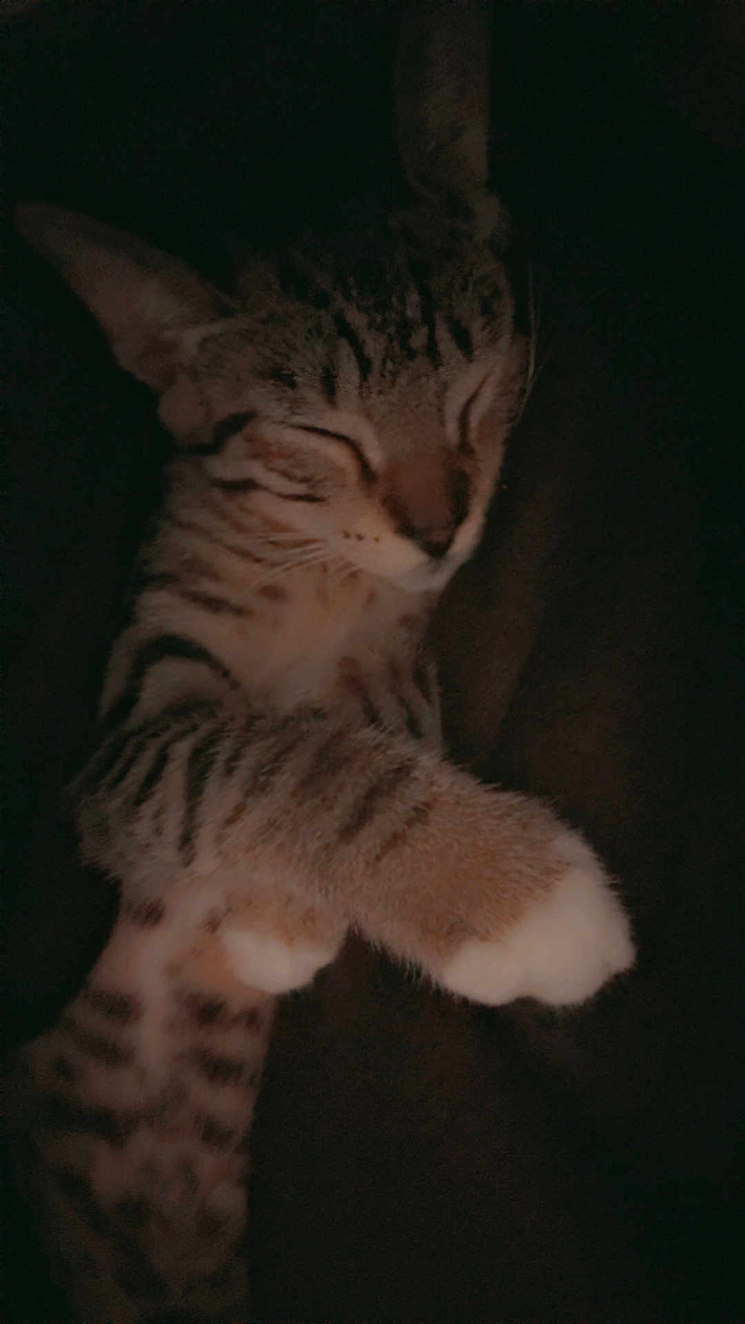 Binx is registered to the contest to win money with this photo: cat, tabby, sleeping, paw, fur, striped, pet, animal, cozy, resting, closeup, dark, soft, cute, domestic, feline, whiskers, relaxed, mammal, indoors
