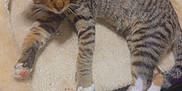 Binx is registered to the contest to win money with this photo: animal, bed, blanket, cat, cozy, cute, domestic, feline, floor, fur, home, indoor, kitten, orange_kitten, pet, relaxed, resting, sleeping, soft, tabby_cat