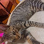Binx joined the competition — help win amazing prizes! animal, bed, cat, cozy, domestic_cat, ears, feline, floor, fur, home, indoor, legs, paws, person, pet, relaxing, resting, striped, tabby_cat, whiskers