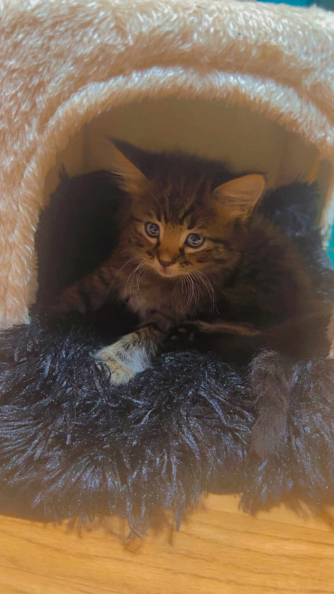 Nila is registered to the contest to win money with this photo: kitten, cat, tabby, blue_eyes, pet_cave, cozy, indoor, feline, fur, whiskers, black_cushion, soft, relaxed, cute, animal, young_cat, wooden_floor, resting, small, curious