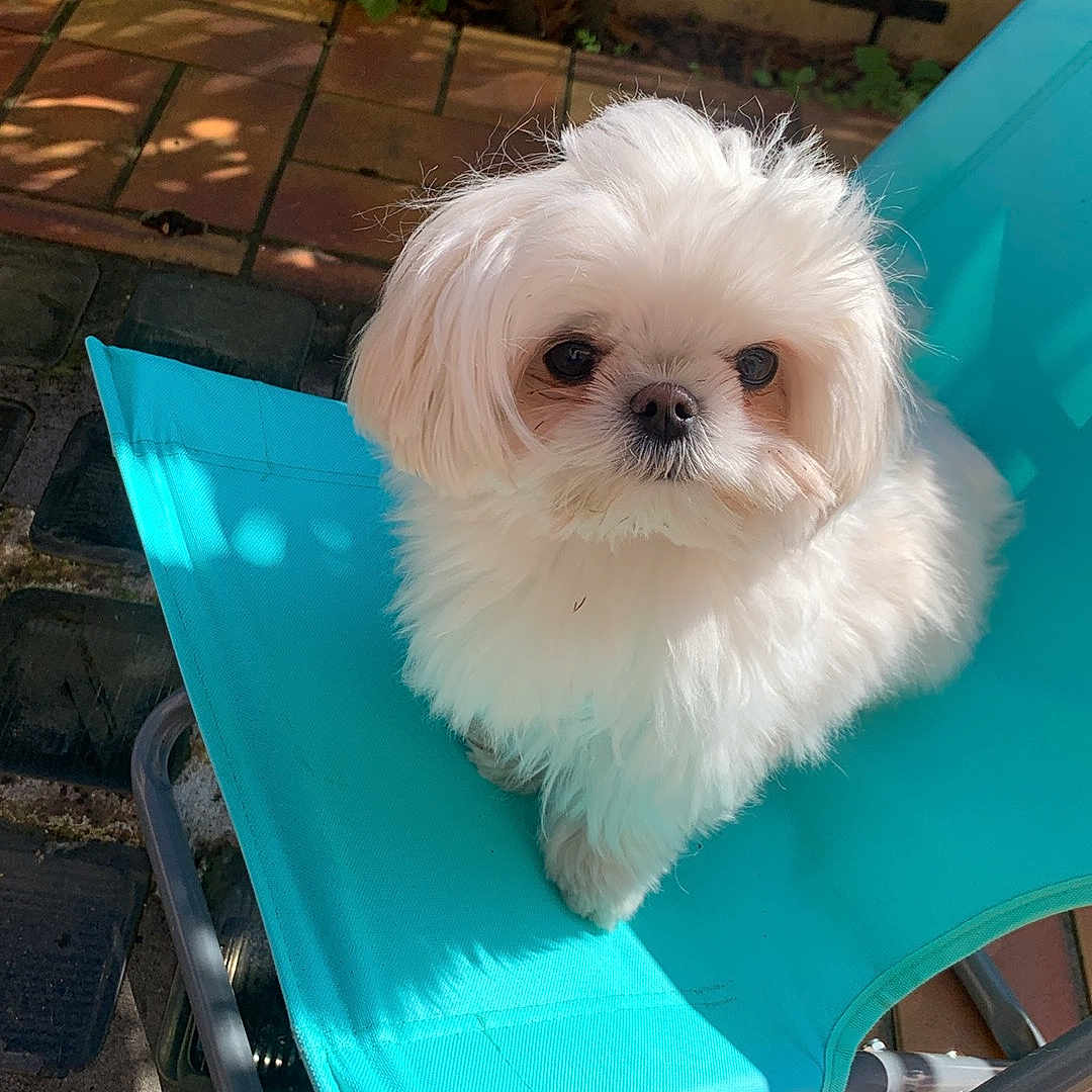 Willow participe au concours pour gagner de l'argent avec cette photo : animal, chair, companion, curious, cute, daylight, dog, fluffy, furry, garden, greenery, outdoor, pavement, pet, portrait, relaxing, small_dog, sunlight, turquoise, white_dog