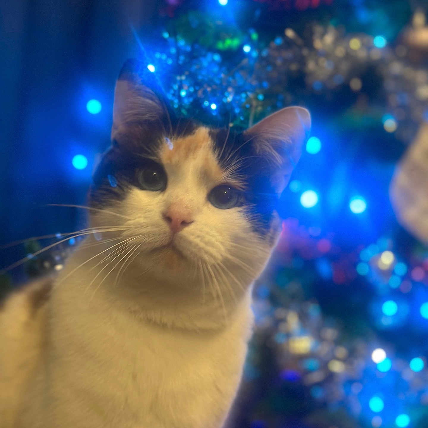 Pichat participe au concours pour gagner de l'argent avec cette photo : animal, blurred_background, calico_cat, cat, christmas_tree, closeup, colorful, cute, decorations, domestic_cat, ears, face, festive, fur, holiday_lights, indoor, pet, portrait, soft_light, whiskers