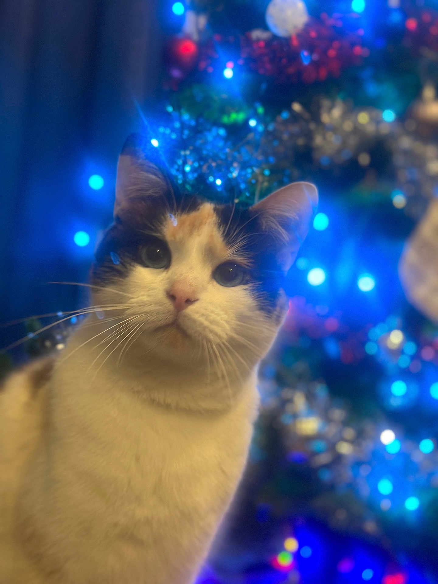 Pichat participe au concours pour gagner de l'argent avec cette photo : animal, blurred_background, calico_cat, cat, christmas_tree, closeup, colorful, cute, decorations, domestic_cat, ears, face, festive, fur, holiday_lights, indoor, pet, portrait, soft_light, whiskers