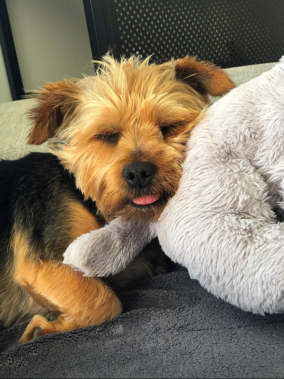 Mylka a rejoint le concours — aidez-le/la à gagner de superbes lots ! biewer_terrier, canidae, carnivore, comfort, companion_dog, dog, dog_breed, dog_supply, fawn, fur, liver, maltepoo, non_sporting_group, paw, puppy_love, small_terrier, snout, sporting_group, terrier, toy_dog