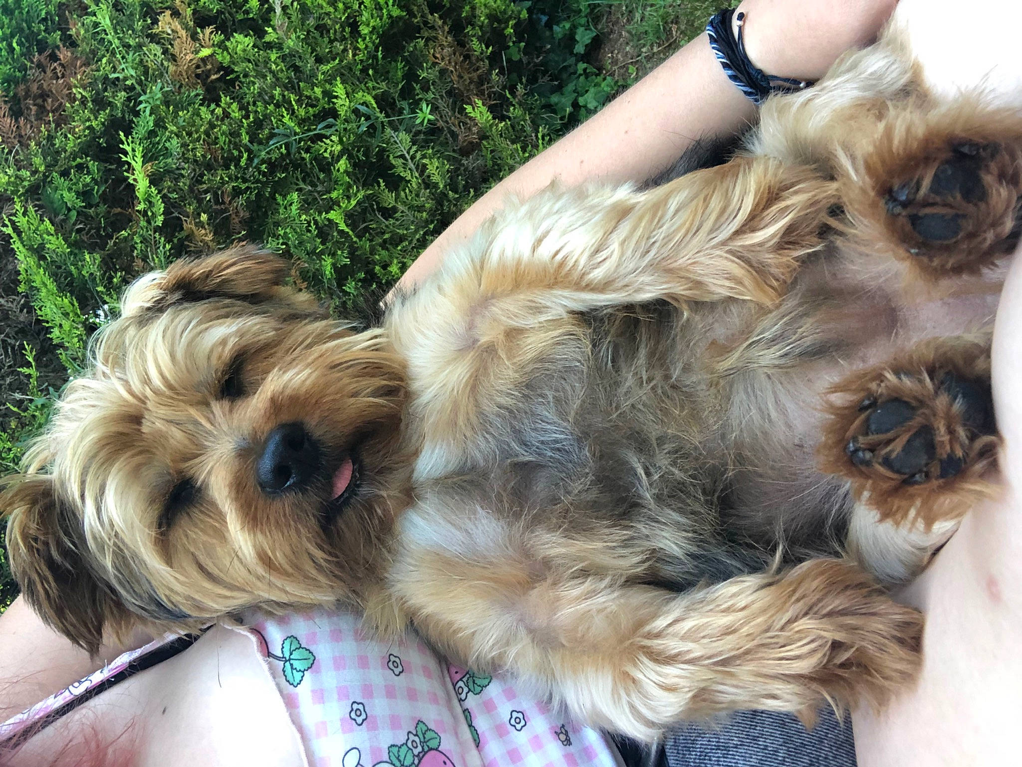 Mylka a rejoint le concours — aidez-le/la à gagner de superbes lots ! canidae, carnivore, clock, companion_dog, dog, dog_breed, dog_supply, fawn, fur, liver, puppy_love, small_terrier, snout, sporting_group, terrier, toy_dog, watch, working_animal, wrist, yorkipoo