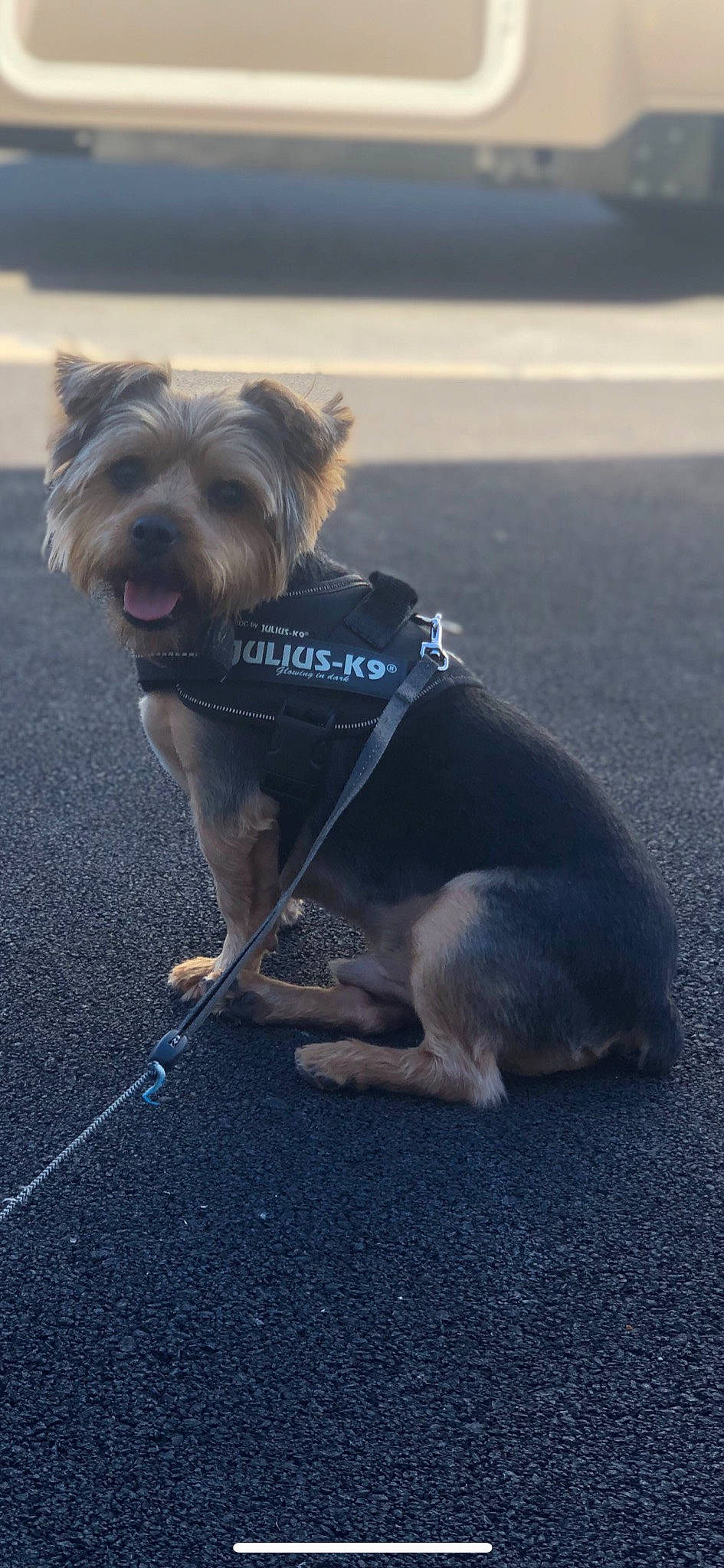 Mylka a rejoint le concours — aidez-le/la à gagner de superbes lots ! asphalt, carnivore, collar, companion_dog, dog, dog_breed, dog_clothes, dog_collar, dog_supply, dog_walking, electric_blue, fashion_accessory, fawn, leash, pet_supply, road_surface, small_terrier, snout, tail, toy_dog