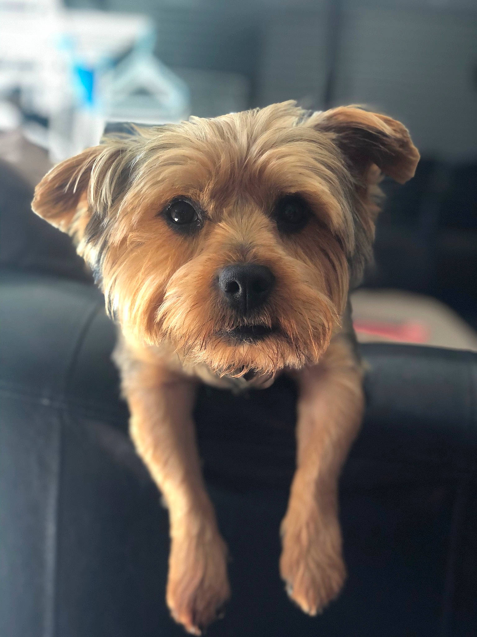 Mylka participe au concours pour gagner de l'argent avec cette photo : biewer_terrier, canidae, carnivore, companion_dog, dog, dog_breed, fur, maltepoo, puppy, small_terrier, snout, sporting_group, terrier, toy_dog, working_animal, working_terrier, yorkipoo
